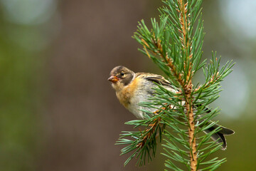 Young brambling, Fringilla montifringilla perched on a pine branch - 513123313