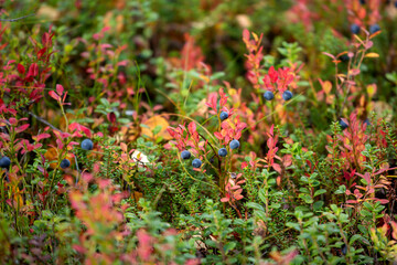 Ripe European blueberry, Vaccinium myrtillus ready for picking during autumn foliage in Finnish nature - 513123339