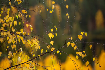 Delicate yellow autumnal silver birch, Betula pendula leaves during autumn foliage in Finnish nature