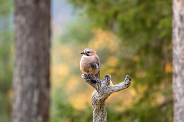 Colorful and cute European bird, Eurasian jay, Garrulus glandarius, sitting on an old branch in the boreal forest during autumn foliage in Finnish nature, Northern Finland - 513123502