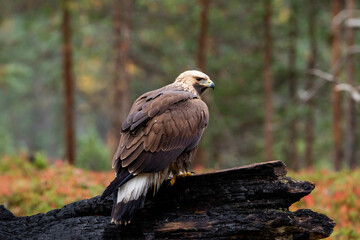 Young majestic raptor Golden eagle, Aquila chrysaetos perched on a burnt tree trunk during autumn foliage in Finnish taiga forest in Northern Europe