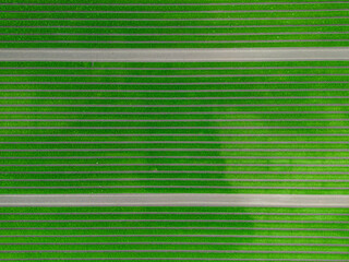 High aspect top down aerial image of a field of carrots growing in the agricultural farmland of England 