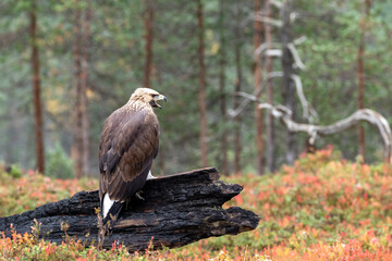 Juvenile raptor Golden eagle, Aquila chrysaetos perched on a burnt tree trunk during autumn foliage in Finnish taiga forest in Northern Finland, Europe