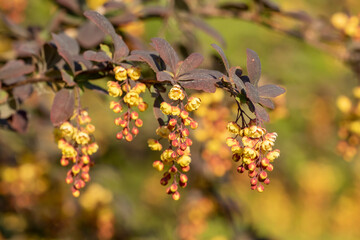 Inflorescences of Japanese barberry, Berberis thunbergii blooming in yellow flowers during spring - 513123550