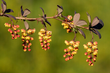 Inflorescences of Japanese barberry, Berberis thunbergii blooming in yellow flowers during spring - 513123562