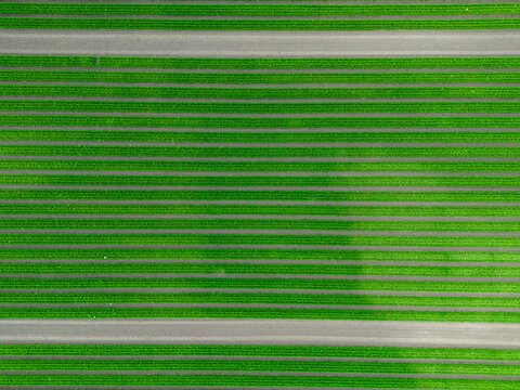Mid aspect aerial top down image of a field of carrots in the rural farmland of England 