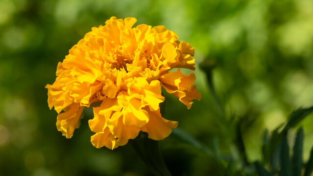 Vibrant yellow flower of the Tagetes patula, the French marigold growing in the garden during summer