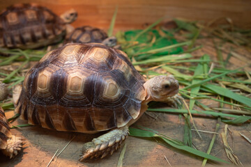 Top view of turtle live in wooden box. 