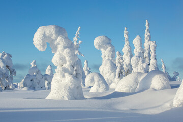 Wintry sunny landscape with snow covered trees at Finnish Lapland, Finland, Northern Europe