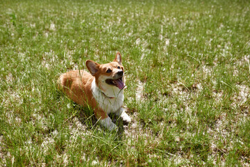 Adorable Corgi dog lying on grass on green lawn