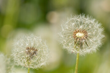 Dandelion seeds in a flower seed head ready to be flying away on a sunny day