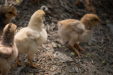 Beautiful portrait of cute baby chicks