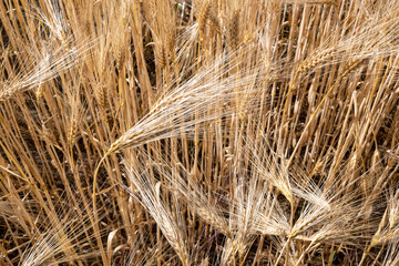 golden wheat field