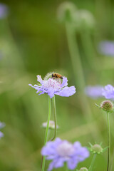高原に咲く花にミツバチが蜜を吸いに来ています
Bees are coming to suck nectar on the flowers blooming on the plateau