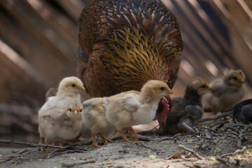 Beautiful portrait of cute baby chicks