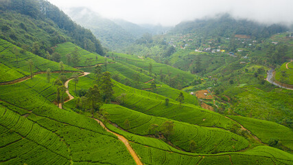 Tea plantations on hillsides in a mountainous province. Tea estate landscape. Sri Lanka.