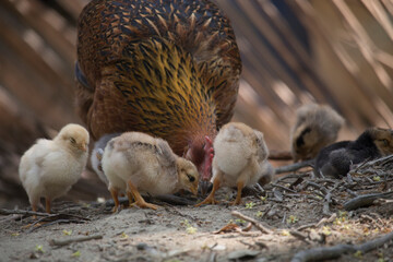 Beautiful portrait of cute baby chicks