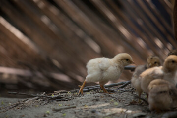 Beautiful portrait of cute baby chicks