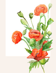 Poppies pattern.Image on white and colored background.Watercolor.