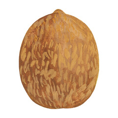 whole kiwi in a rind - hand drawn illustration isolated on white. brown kiwi fruit