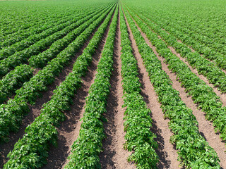 Fototapeta na wymiar Close up aerial view of a crop of arable potato plants in a field within the English countryside farmland 