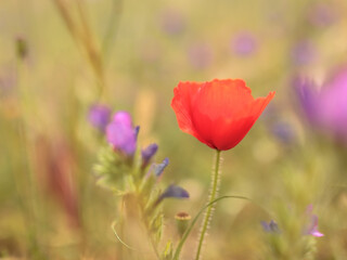 Sizilianische Fr&uuml;hlingsblumen