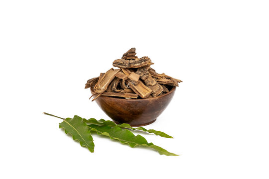 Ayurvedic oganic saraca indica or saraca asoca or ashok chaal with leaves