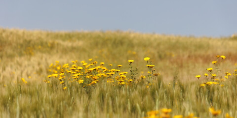 Sicilian Spring Landscape
