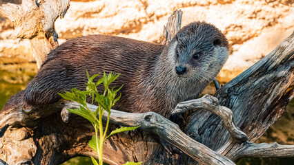 Lutra lutra, Eurasian otter, on a sunny summer day