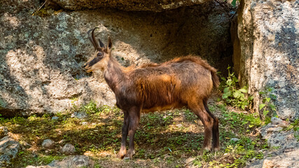 Rupicapra rupicapra, Alpine chamois, on a sunny summer day
