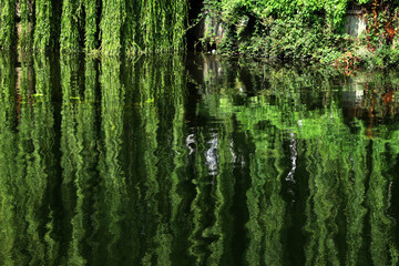 Fototapeta na wymiar Willow Reflection on River Wensum, Norwich, Norfolk, UK