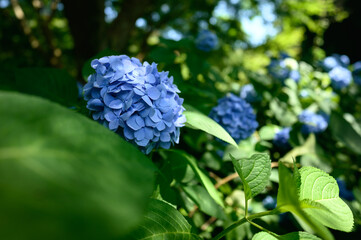 鎌倉の紫陽花