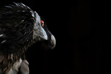Side Portrait Of A Bearded Vulture