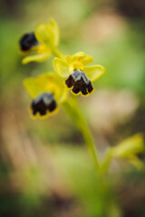 Sicilian Wildlife Orchid