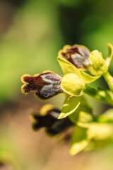 Sicilian Wildlife Orchid