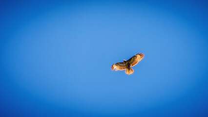 Flying Sicilian Hawk