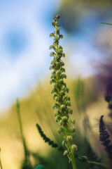 Sicilian Wildlife Orchid