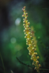 Sicilian Wildlife Orchid