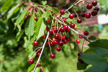 Dark red and ripe cherries on a tree.
