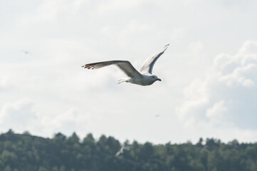 Fototapeta na wymiar Sea gull flying over the sea.