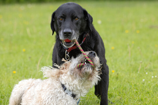 Black Labrador with red toy in the mouth and white labradoodle trying to grab the toy at the dog park