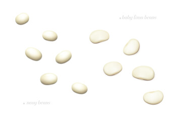 Several small white beans (Baby Lima and Navy). Top view. Realistic vector illustration.