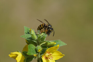 Common wasp (Vespula vulgaris), family Vespidae with with a Marmalade Fly (Episyrphus balteatus) as prey on Yellow loosestrife (Lysimachia punctata). Family primrose (Primulaceae). June, Dutch garden.