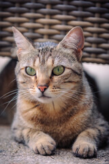 Cute House Cat