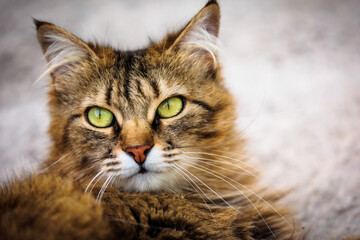 Fototapeta premium Beautiful Cat Portrait