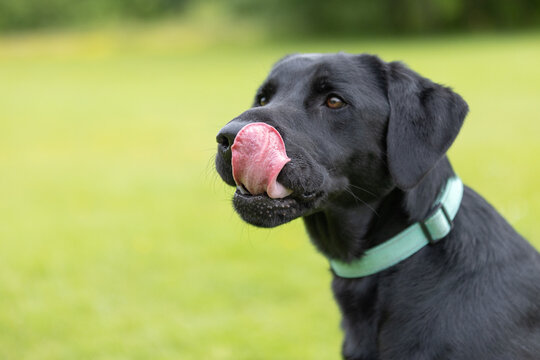 Side view of young black Labrador wearing collar licking nose with his tongue in front of a green background