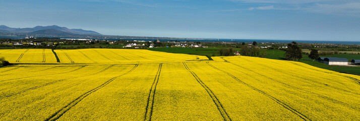 An Aerial photo of fields of Yellow Oilseed rape rapeseed blowing in wind in Ireland