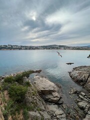 Gaviota en la Costa Brava. S'Agaró. Catalunya. Spain.