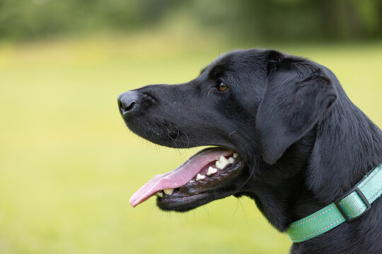 Side view of young black Labrador wearing collar with tongue sticking out at the dog park