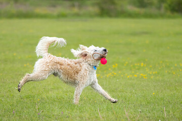 White labradoodle running and on the grass with red toy in the mouth. Dogs having fun at the dog park